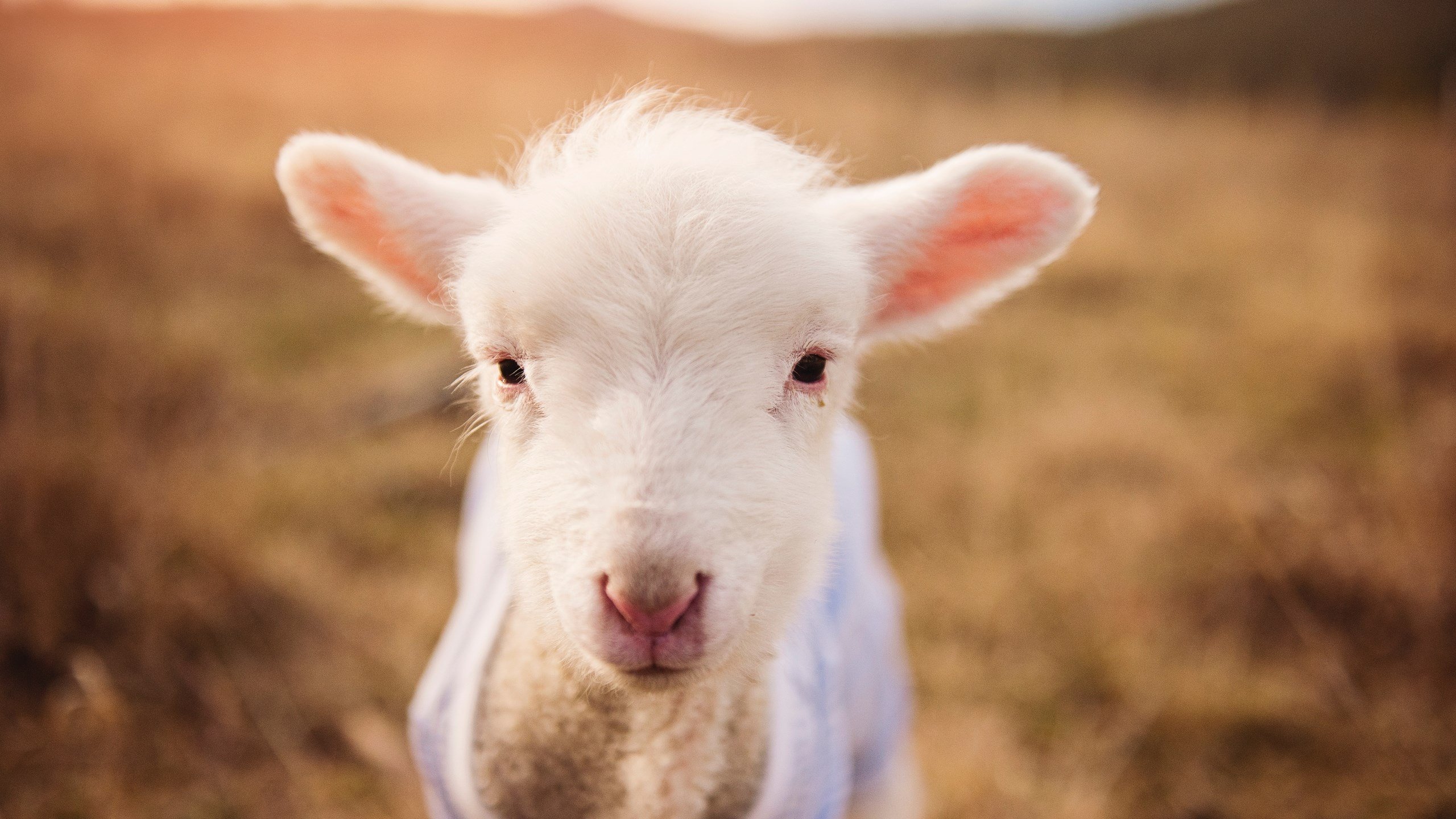 恩多比·恩乔:从远距离踢球到进攻调度,他的全能表现助南非取胜