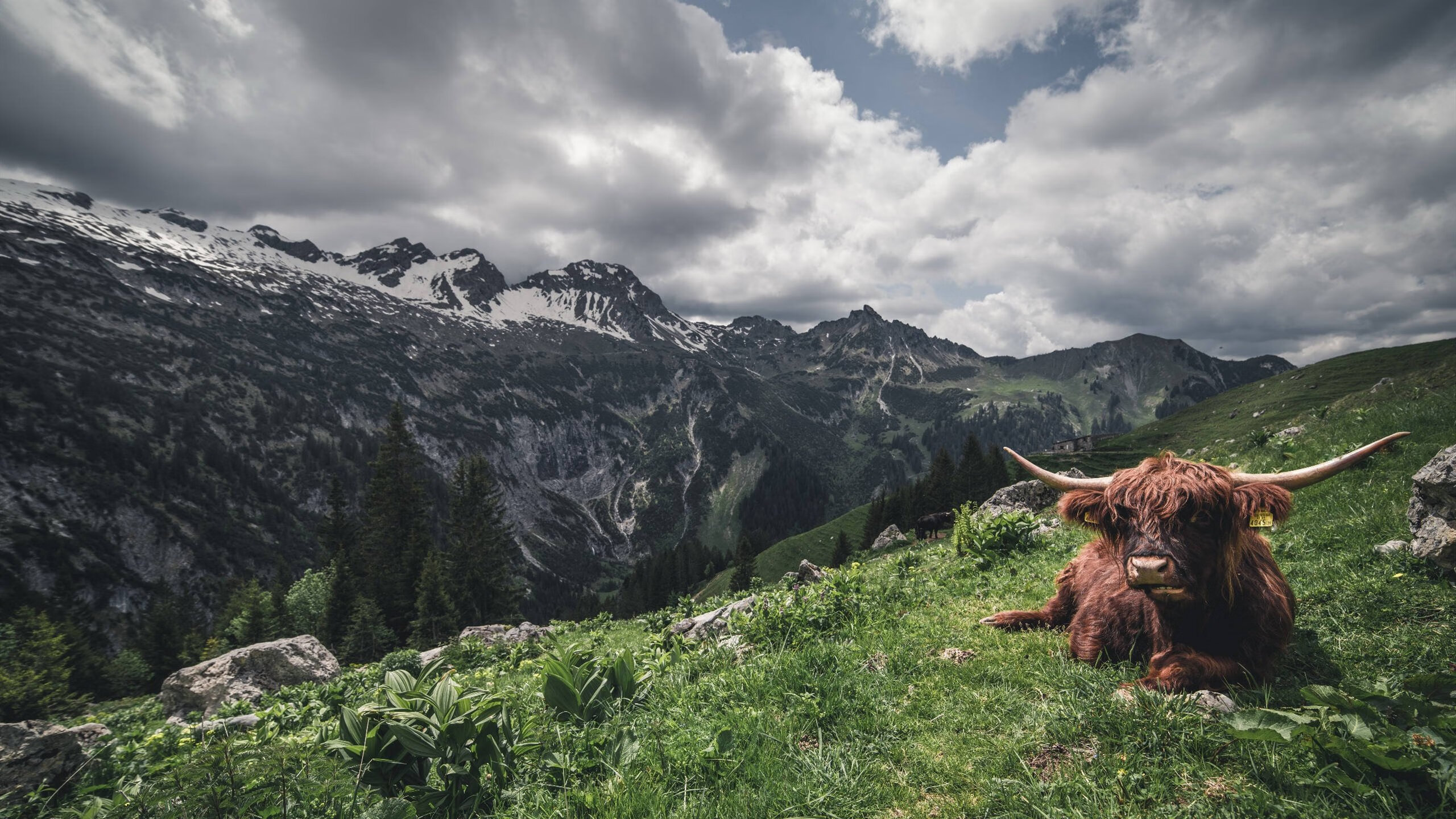 朱婷赛后落泪感谢全队支持,朱婷发文致谢